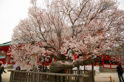 2007/4/1_京都の桜　東山界隈編