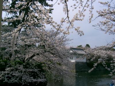 小田原　桜散策