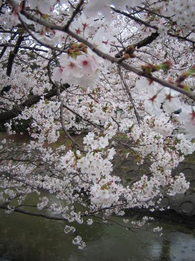 多布施川の桜