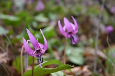 花咲く秩父路へ～満開のカタクリと法善寺の枝垂桜～