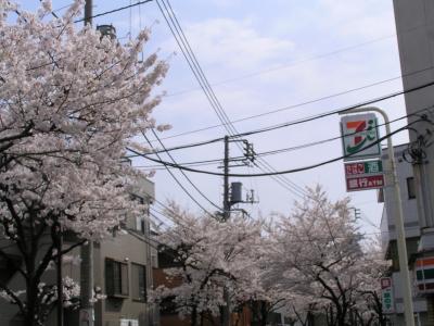2007/04/01 葛飾区立石桜通りの桜
