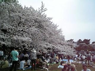 小金井公園のお花見って最高！