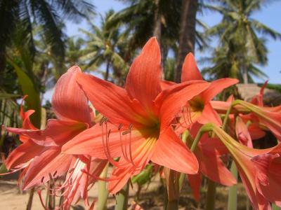 癒しのBeeBeeバンガロー