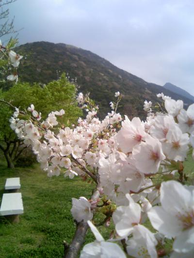 2007年の桜　願わくば 君と二人で 春死なん 君と出会った 桜咲く園