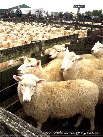 売られていく羊と牛たち ドナドナドーナ~ドーナ~