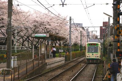 都電に乗って?　荒川自然公園の桜