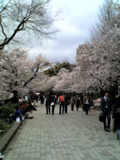 ☆上野公園の花見☆