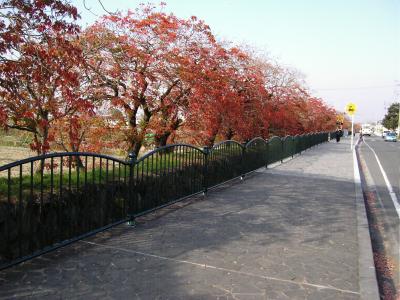 ---山本町柳坂ハゼ並木道--- 桜も美しいが紅葉も！