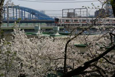 多摩川台公園で散り始めの観桜