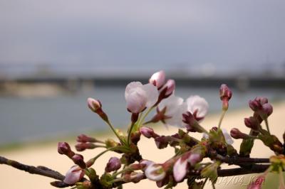 164武庫川沿いの桜