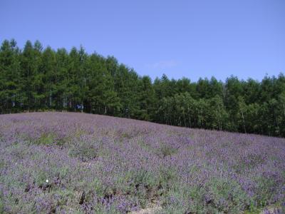 美瑛～富良野～小樽