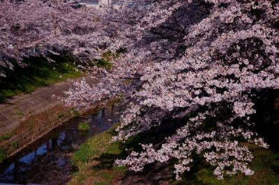 桜満開、奈良に咲く。