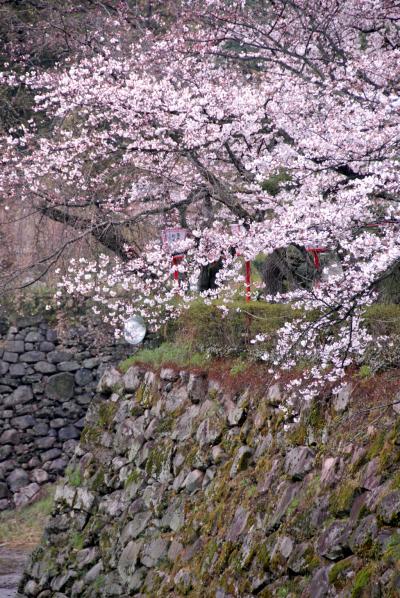 奈良　大和郡山　桜満開の城址公園と金魚養殖（１）