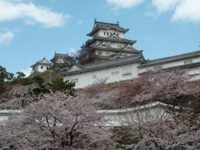 姫路城の桜