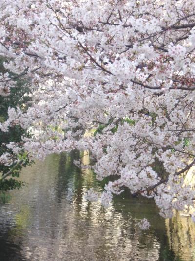 風流目指したハズ？の桜