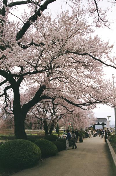 山高神代桜