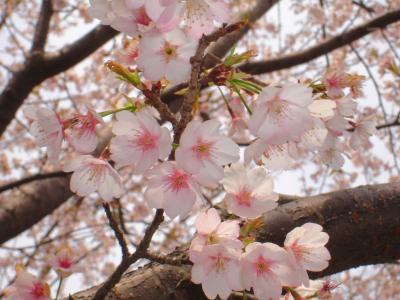桜追っかけ４・佐倉ゆうゆうの里・城址公園