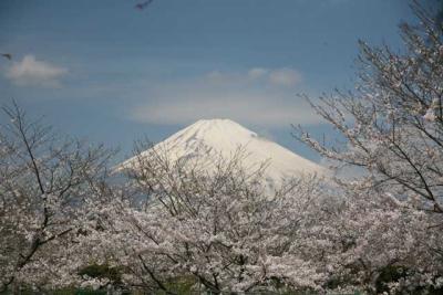 サクラ・サクラ…?