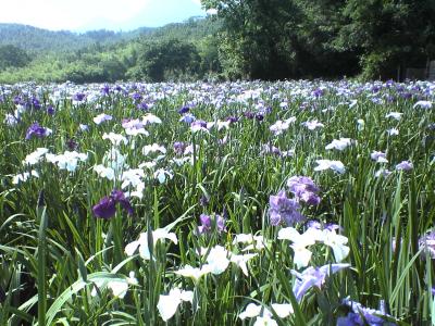 大分　神楽女湖の菖蒲