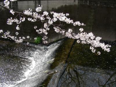 砧公園満開の桜