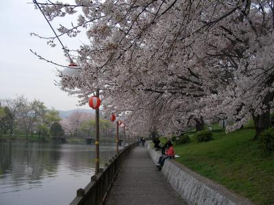 倉敷市酒津公園の桜