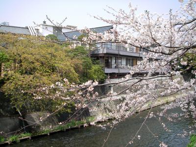 桜並木と伊東大和館