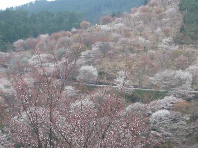 2007吉野　桜満開☆
