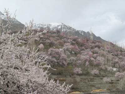 桃源郷フンザへ杏の花を見に！