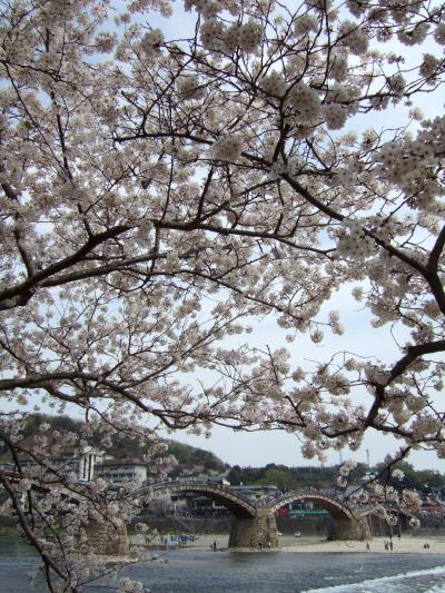 桜満開の五橋散策。。
