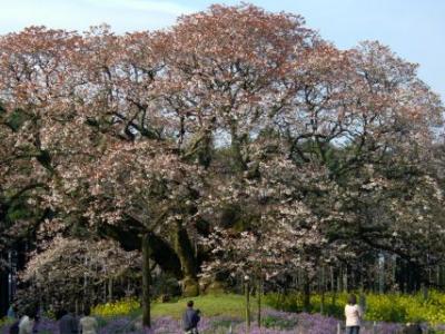 吉高の大ザクラ