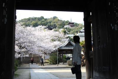 尾道　西国寺の桜