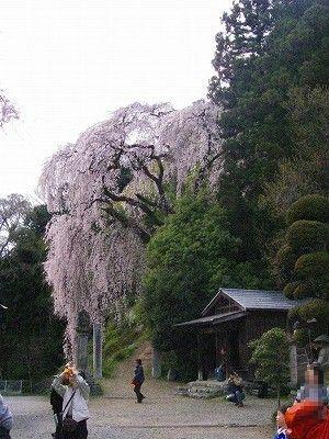 樹齢１５０年のしだれ桜
