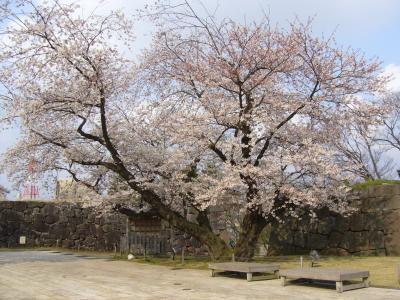 金沢の桜