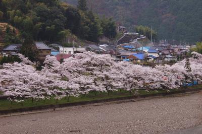 奈良県吉野郡に花見　2007年4月