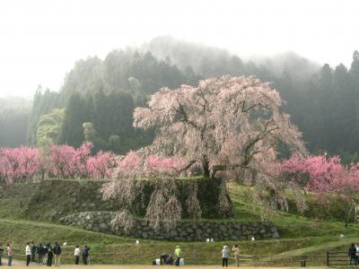 奈良桜紀行　その１