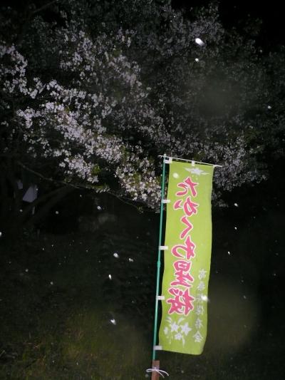 憧れの☆星桜☆　強風豪雨の中...