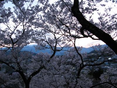 高遠の桜 2007