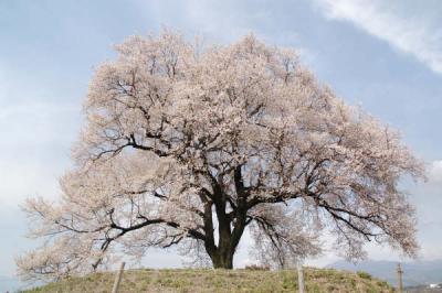 【桜狩り】王仁塚の桜~山高神代桜~真原桜並木~清光寺etc.