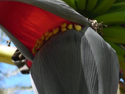 チュニジア最大のオアシスとラクダ岩の夕陽を１DayTrip