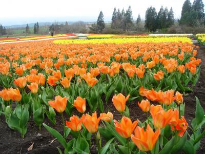 チューリップ満開のくじゅう花公園