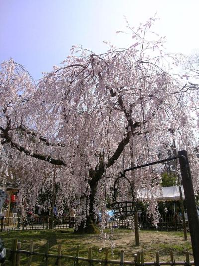 京都で祇園でお花見！