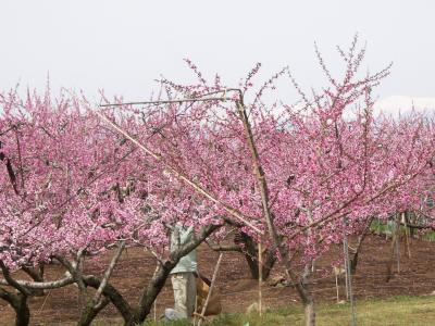 御坂の桃の花と富士五湖