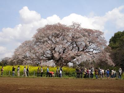 桜追っかけ７・吉高の山桜・小林牧場