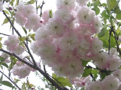 曲川神社の八重桜