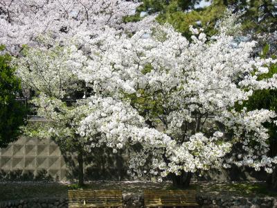 サクラ見ながらの～んびりお散歩♪in　夙川