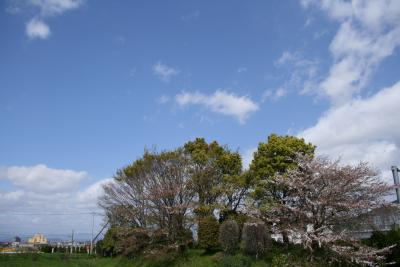 星☆桜　再び　（ちょっと遅いけど・・・）