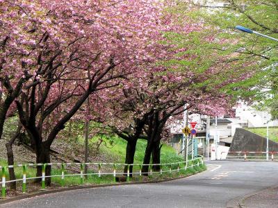 八重桜の咲く団地道