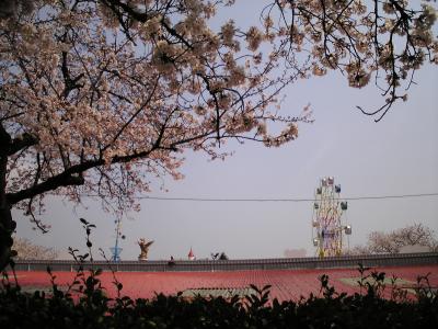 サクラ咲く王子動物園に行ってきました！