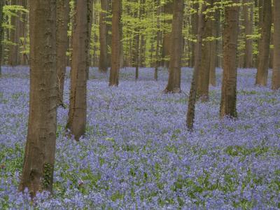 青紫の花の絨毯 ～ブルーベルが咲き誇る森へようこそ～　