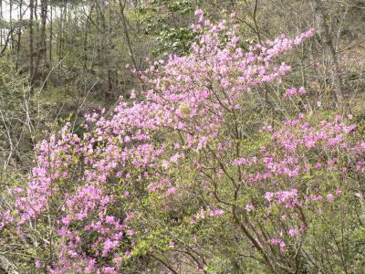 ささやまの森公園のツツジ